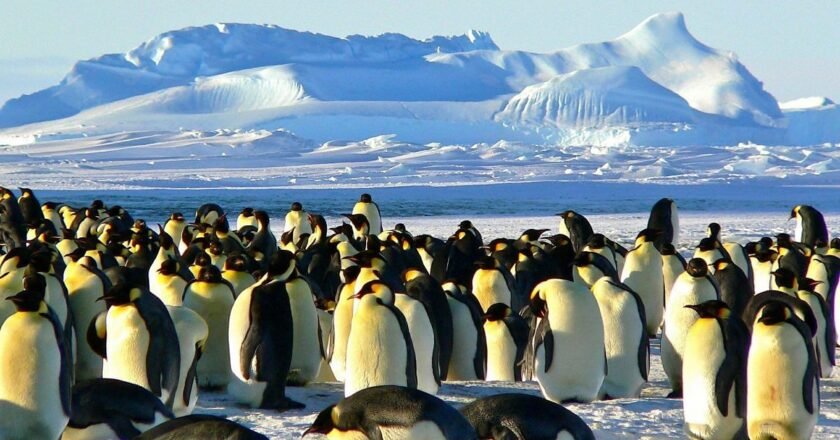India hosts Global Antarctic Treaty meeting