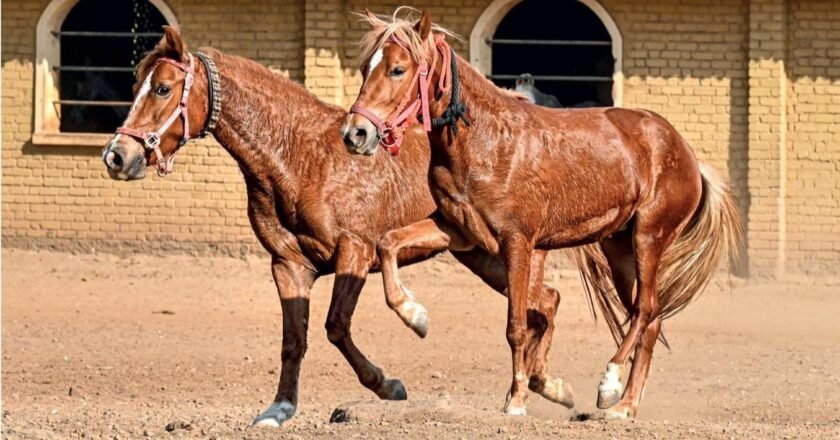 Bhimthadi horse | Return of a native