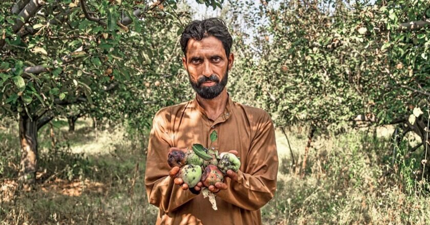Kashmir’s apple woes | Bitter harvest